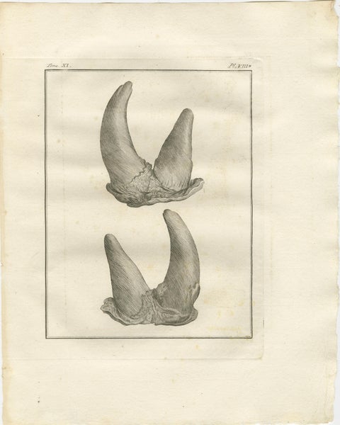 Antique Rhinoceros Horn Anatomy Engravings, Buffon Scientific Pair 1769, view 4