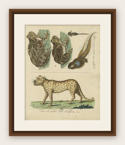 Natural History Illustrations: Amphibians, Reptiles, and Mammals, 1793, shown framed