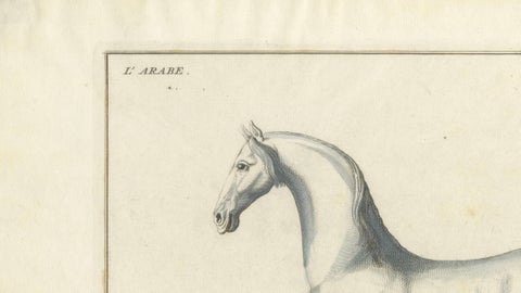 Baron Eisenberg Arabian Horse, “L’Arabe” Equestrian Engraving, 1727, close-up 5