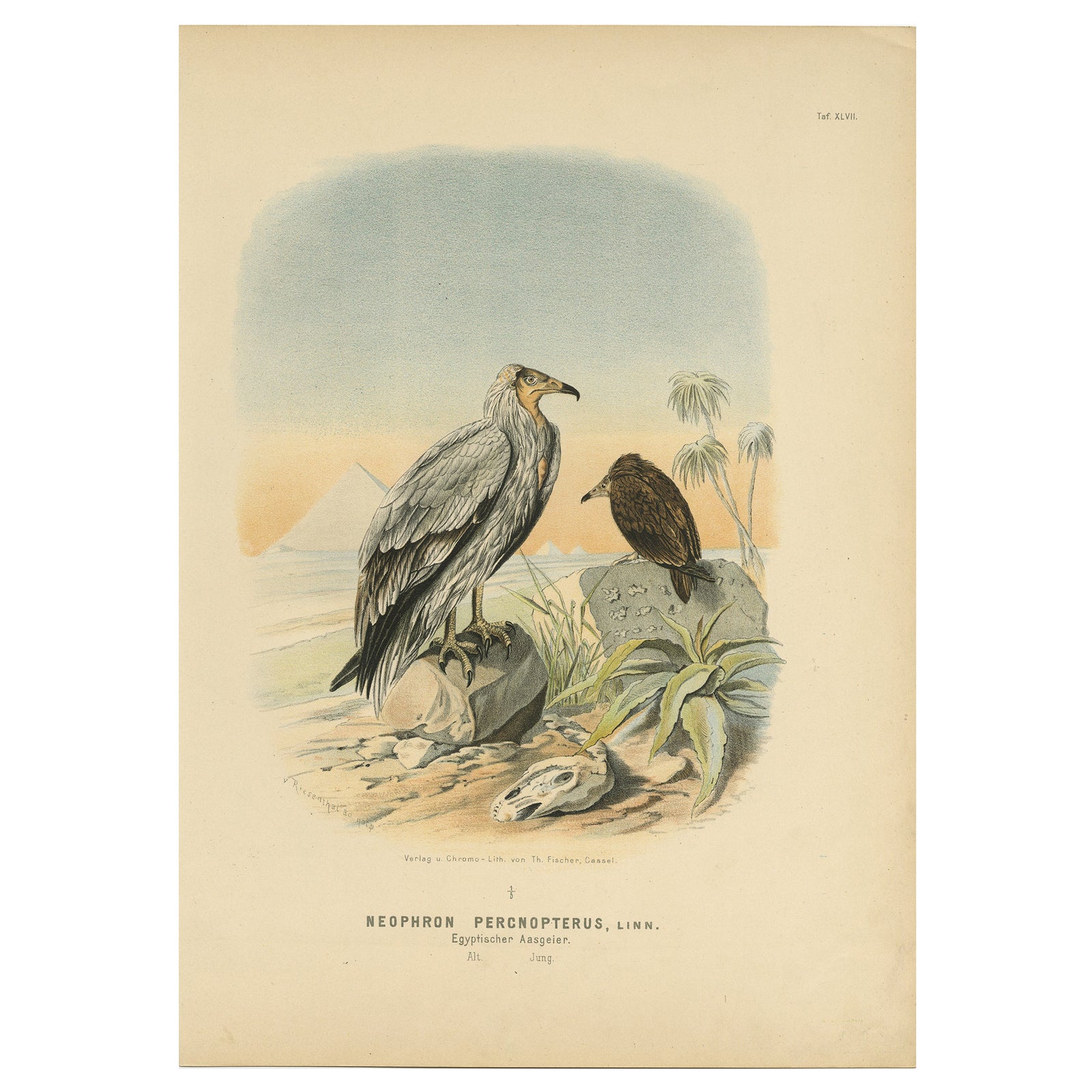 Egyptian Vultures, Antique Bird Print, Ornithology Illustration, 19th Century