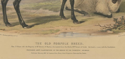 Old Lithograph of an Ewe and Lamb of the Old Norfolk Breed - 1841, close-up 2