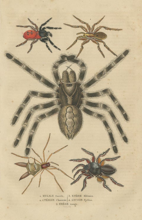 Antique 1845 Arachnid Study: Handcolored Engraving of Varied Spider Species, view 3