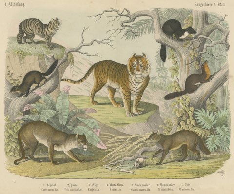 Antique Tiger and Puma Print with Wildcat and Martens, Kolb Mammals, circa 1890