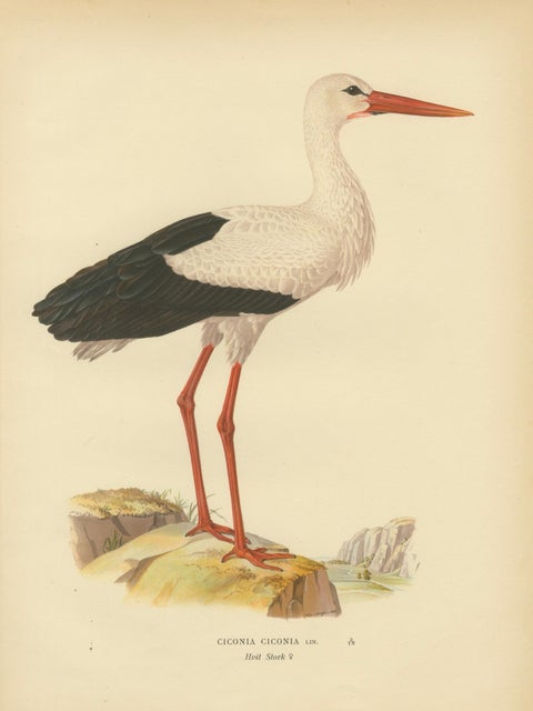 Antique Scandinavian Bird Lithograph, White Stork, Svenska Fåglar 1929, close-up 1