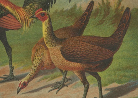 The Proud Game Fowl - A Rare 19th Century Poultry Lithograph, close-up 3