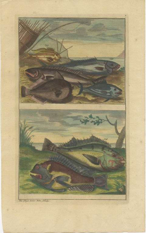 Set of 4 Colored Antique Prints of Various Fishes and Crustaceans, view 4