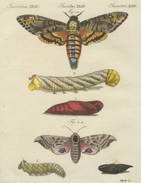 Pair of Antique Hawk Moth Life Cycle Engravings, Bertuch, c.1800, close-up 3