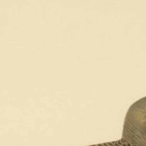 Antique Bird Print of the Parasitic Jaeger, 1929, close-up 1