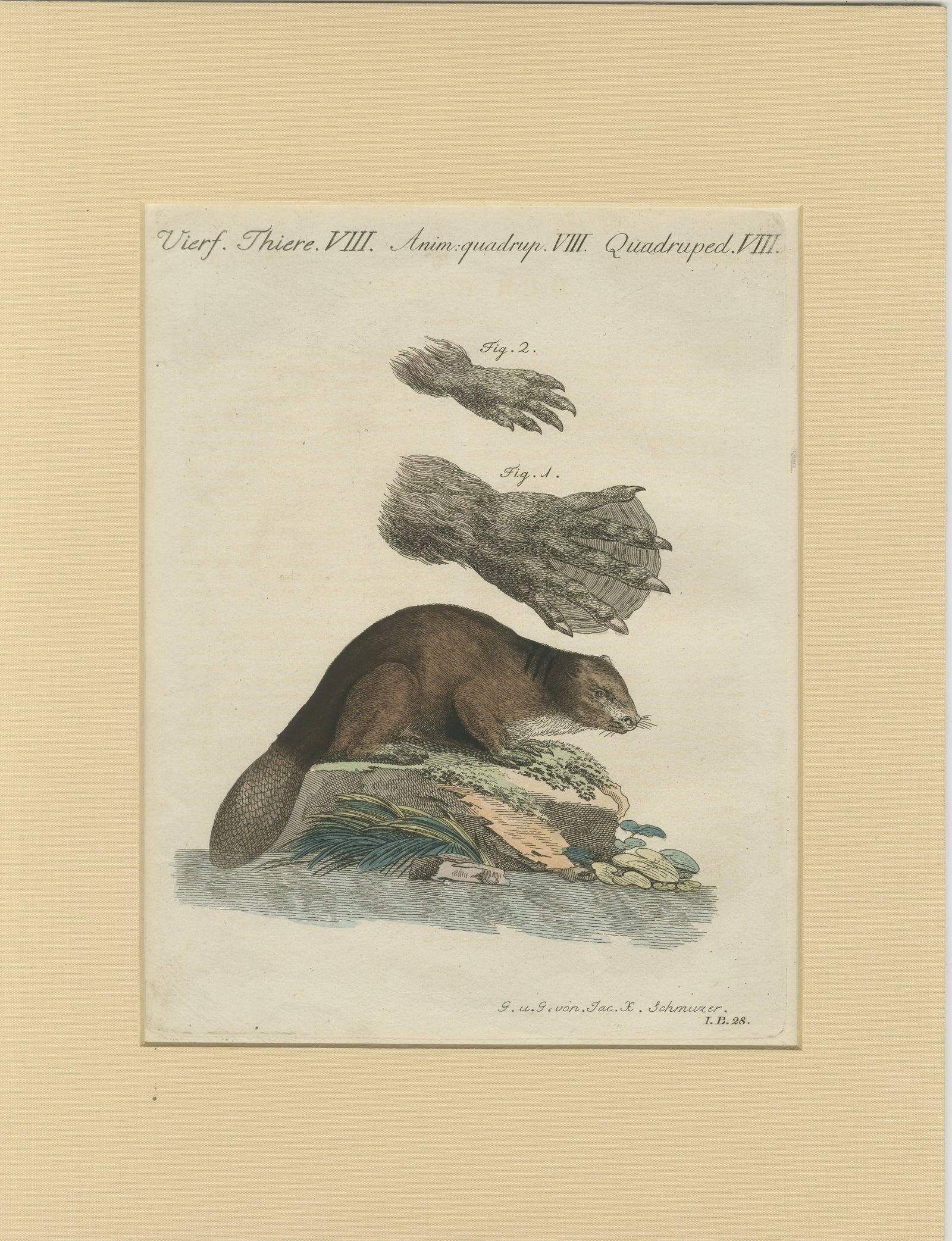 Antique Beaver with Webbed Feet Engraving, Bertuch, c. 1792
