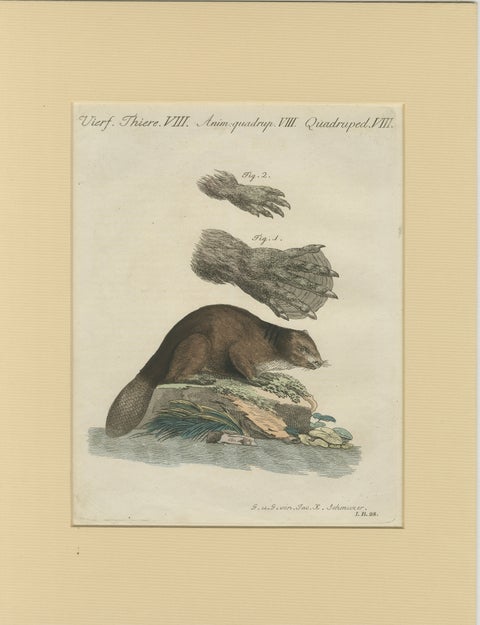 Antique Beaver with Webbed Feet Engraving, Bertuch, c. 1792