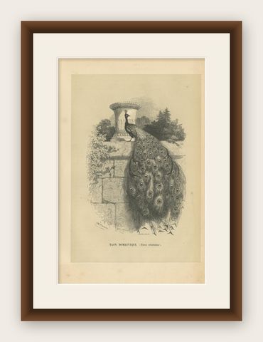 Antique Bird Print of an Indian Peafowl, 1853, shown framed
