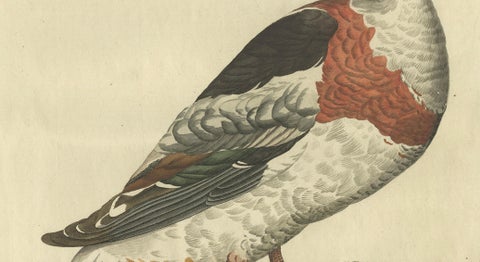 Female Common Shelduck, Antique Dutch Bird Print by Sepp & Nozeman, 1789, close-up 3