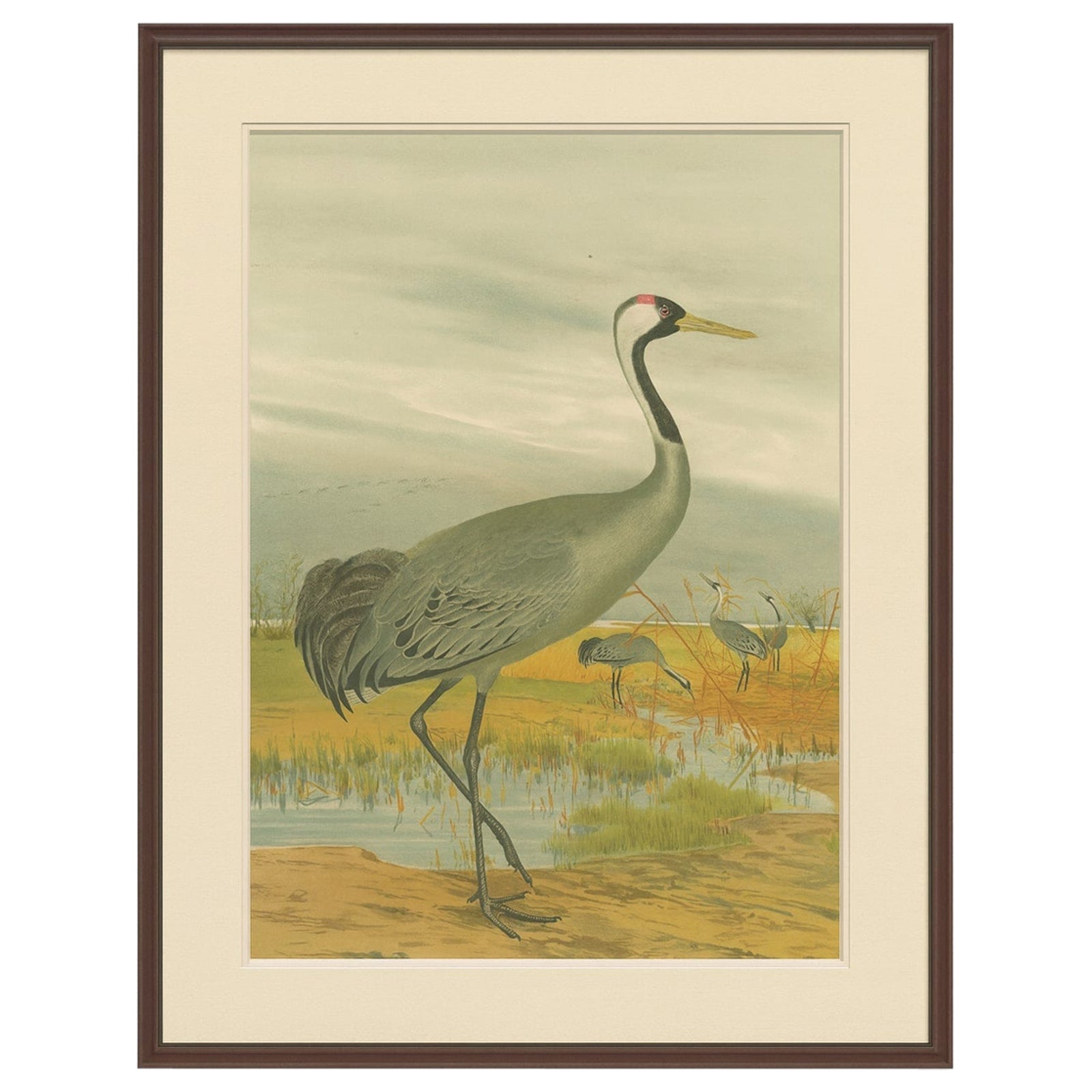 Antique Chromolithograph of the Common Crane, Grus Grus, c.1890