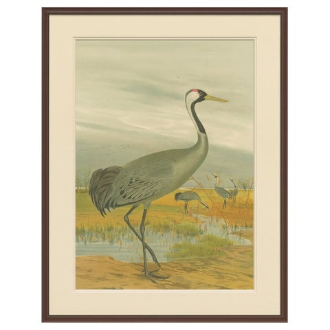 Antique Chromolithograph of the Common Crane, Grus Grus, c.1890