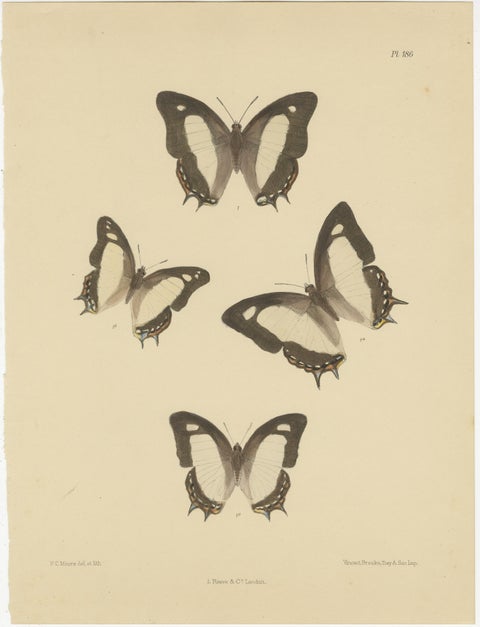 Victorian Butterfly Treasures: Captivating Hand-Colored Lithographs, 1878, view 2
