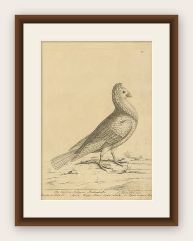 Antique Bird Print of a White Jacobin Pigeon, Hand-colored in 1740, shown framed
