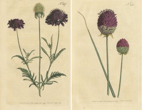 Set of 2 Antique Botany Prints - Sweet Scabious - Purple-Headed Garlic, view 2