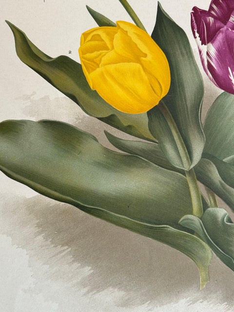 Charles Dickens & Obelisque Hyacinths, Set of Two Florilegium Prints c.1900, view 4