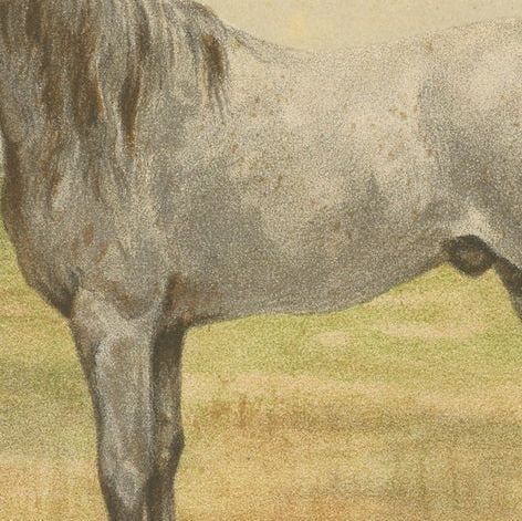 Original Antique Chromolithograph of a Barb or Berber Horse, circa 1890, close-up 1