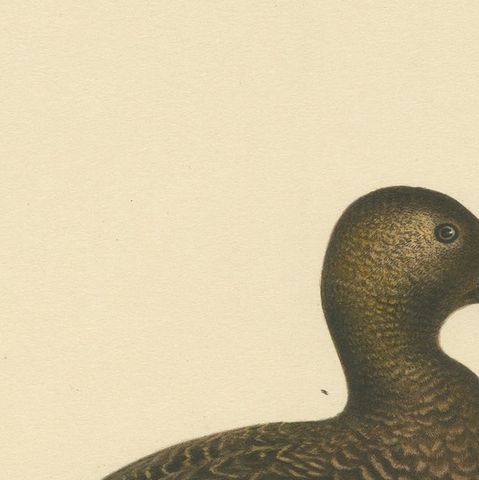 Quiet Sentinel: Original Vintage Bird Print of The Female Steller's Eider, 1929, close-up 3