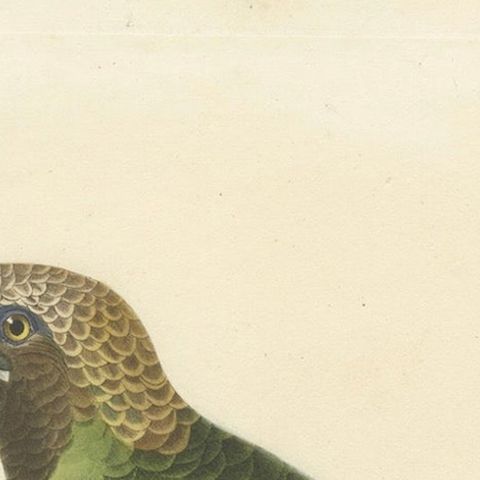 Ornithological Illustration of the Adult Corbin Barbet (Barbu corbin), 1838, close-up 4