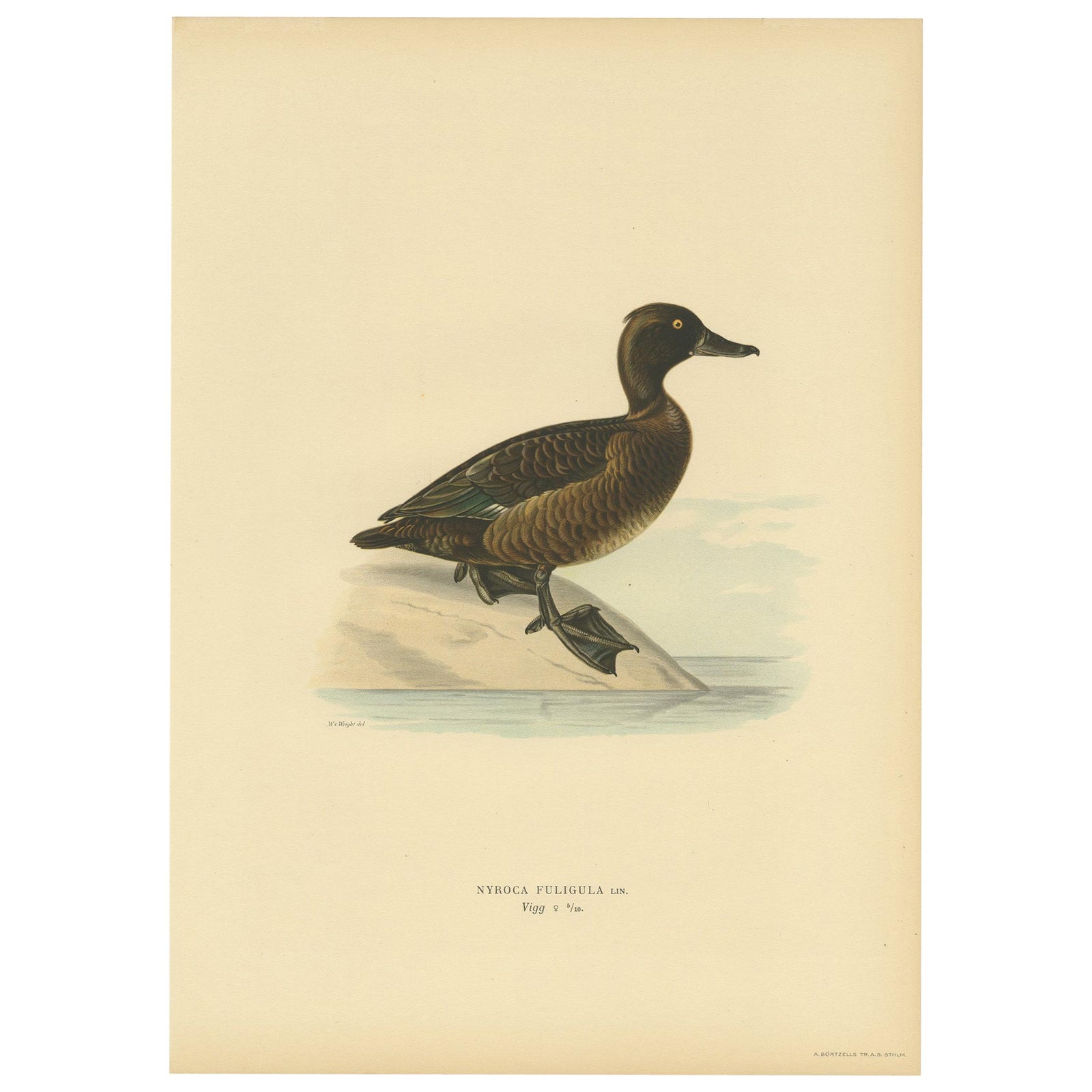 Antique Bird Print of a Ferruginous Duck by Von Wright '1927'