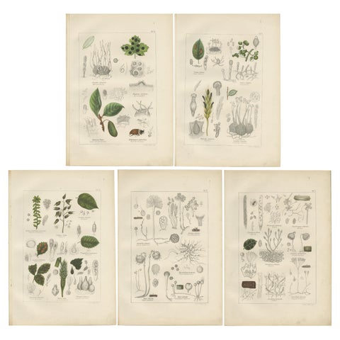 Set of 5 Antique Mycology Prints of Various Fungi, 1875