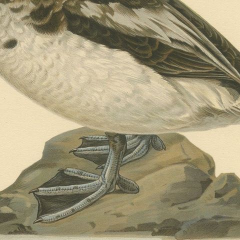 Winter's Youth: A Bird Print of The Young Long-tailed Duck by Magnus von Wright, close-up 4