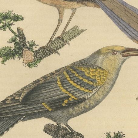 Old Bird Print of a Pitta Ground-roller, Channel-billed Cuckoo, Dusky Broadbill, close-up 3