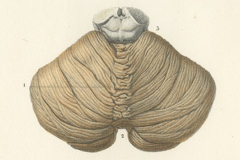 The Cerebellum, Antique Hirschfeld Anatomy Print, 1866, view 4