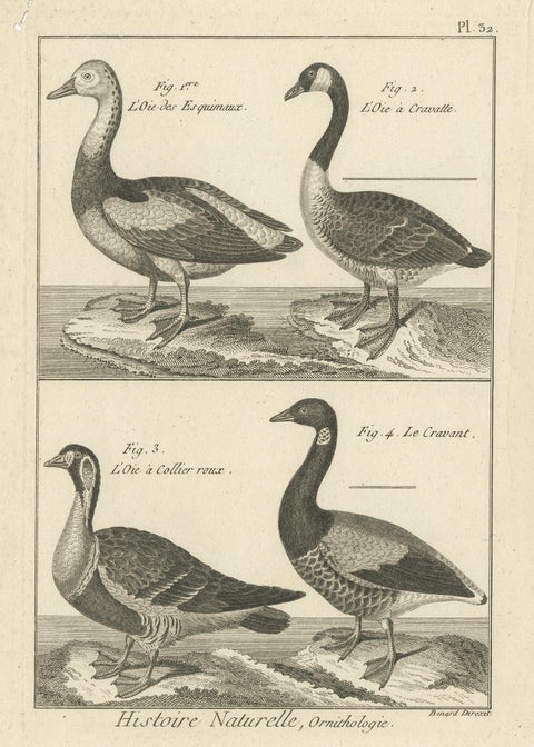 Antique Bird Print of Various Geese by Bonnaterre, '1790', view 4