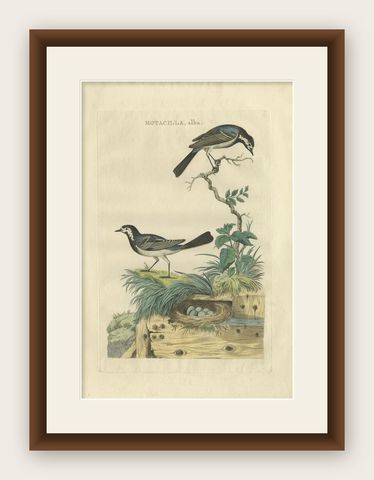 Antique Bird Print of the White Wagtail by Sepp & Nozeman, 1789, shown framed