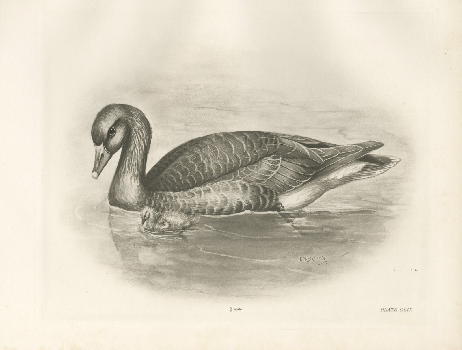 Gray Lag Goose Swimming with a Gosling, Plate CLIX after Lilian Medland, c. 1909