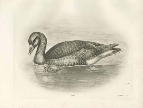 Gray Lag Goose Swimming with a Gosling, Plate CLIX after Lilian Medland, c. 1909