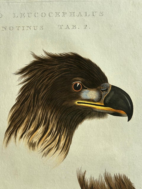 White-Tailed Eagle, Falco leucocephalus hornotinus, Netherlands, 1829, view 3