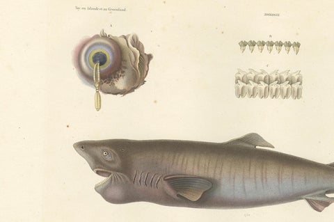Antique Print of Greenland Shark with Detail Views, Paris, circa 1845, close-up 3