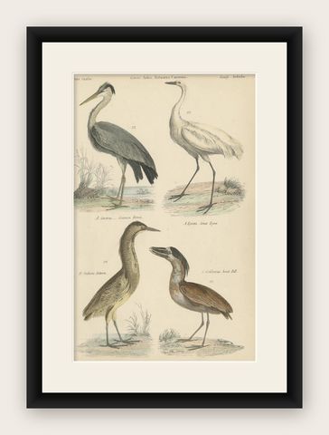 Old Bird Print of the Common Heron, Great Egret, Bittern and Boat Bill, ca.1860, shown framed