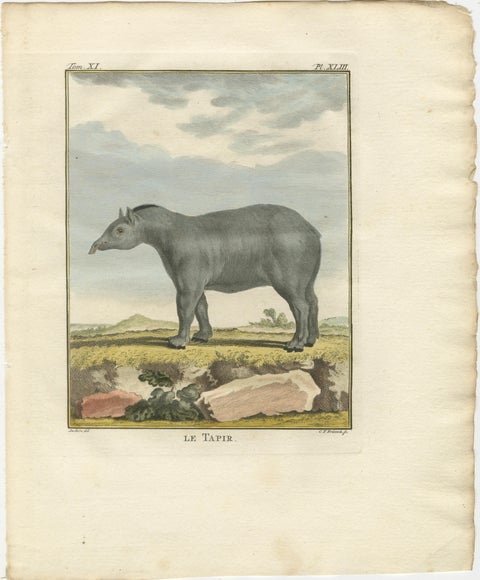 Rare 1769 Tapir Trio, Original Hand-Coloured Buffon Engravings, view 2