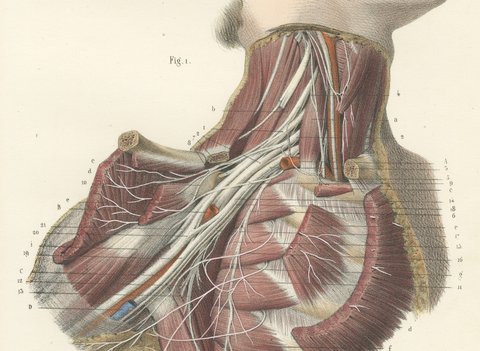 The Brachial Plexus, Antique Hirschfeld Anatomy Print, 1866, view 4