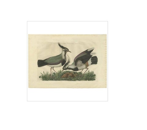 Northern Lapwing, Gavia vulgaris, Tringa vanellus, Nozeman & Sepp, 1770–1829, view 4