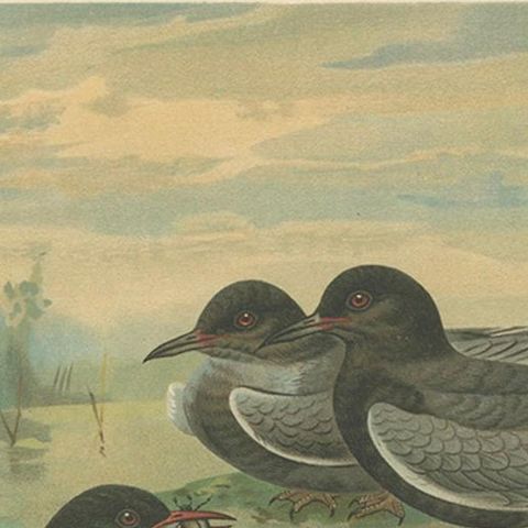 Antique Bird Print of Black Terns in Marsh Landscape, 19th Century, close-up 6