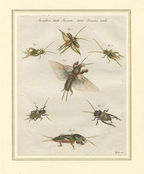Antique Crickets & Mole Cricket Engraving, Bertuch, 1807, close-up 1