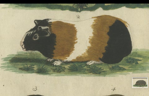 Hand Colored Antique Print of a Hedgehog, Guinea Pig and Two Mice, close-up 5