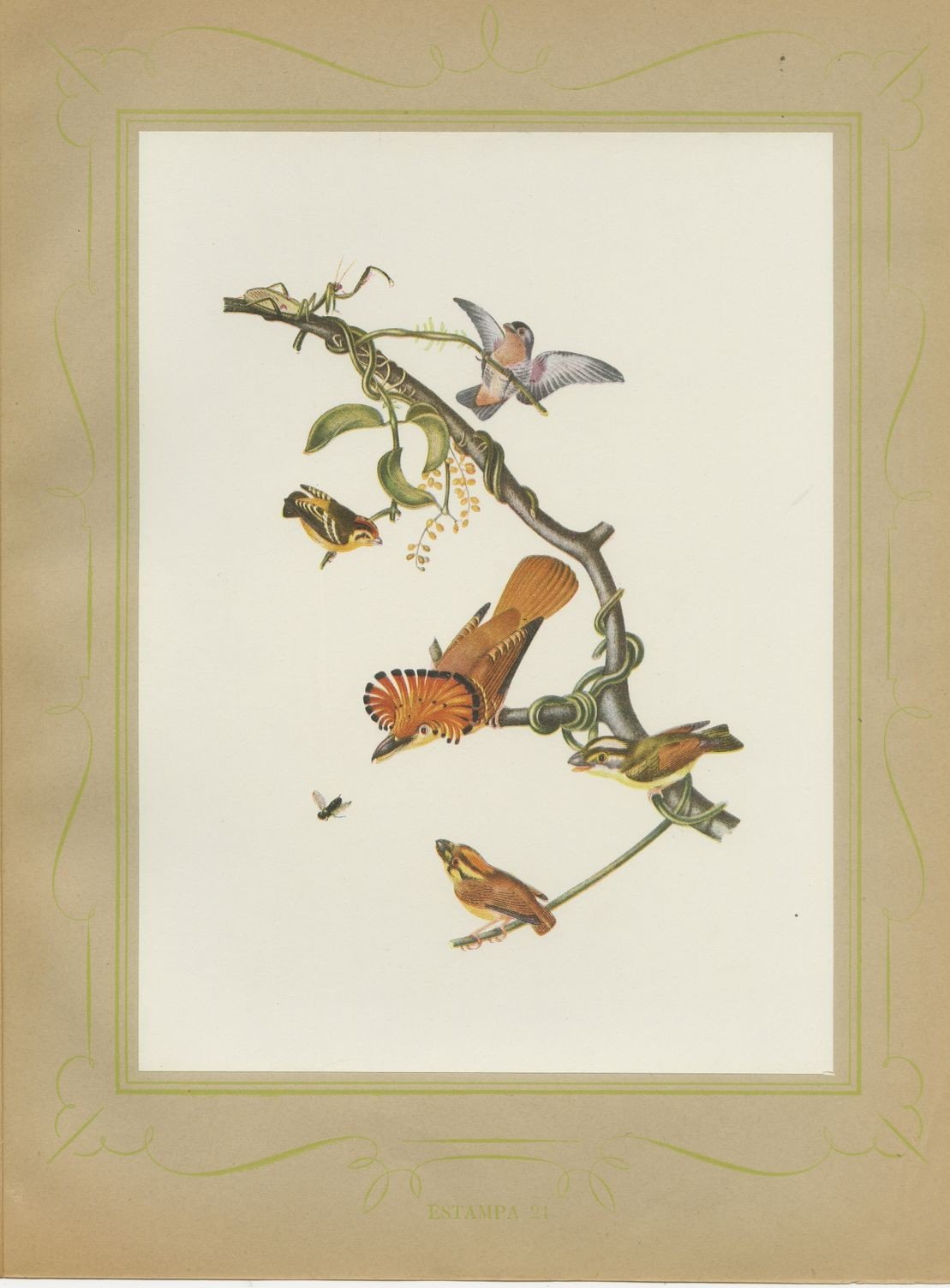Hummingbirds, Brazilian Bird Print, Descourtilz, 1944