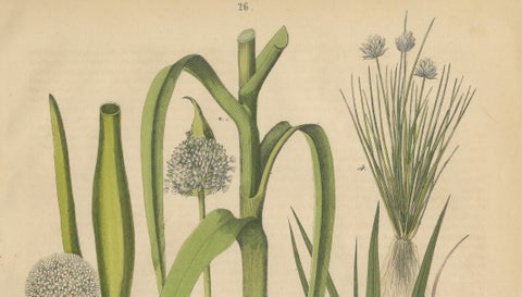 Antique Onion and Leek Botanical Print, Kitchen Garden Study, 1852, close-up 2