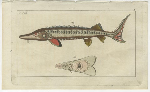 Set of 2 Antique Fish Prints - Ratfish - Sea Sturgeon, view 2