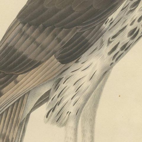 Antique Bird Print of the African Hawk-Eagle by Severeyns 'c.1850', close-up 2