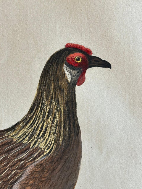 Hen, Gallus Domesticus Foemina, Nozeman & Sepp Antique Bird Print, c.1829, view 9