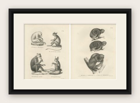 Sloth, Galago, and Lemur Species, Lithographs by C. Last, 1836, Natural History, shown framed