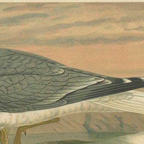 Antique Bird Print of Gulls on Rocky Coastline, 19th Century Seabirds, close-up 6